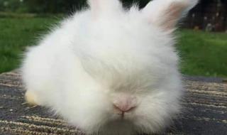 宠物兔的优缺点怎么养 宠物兔子怎么养